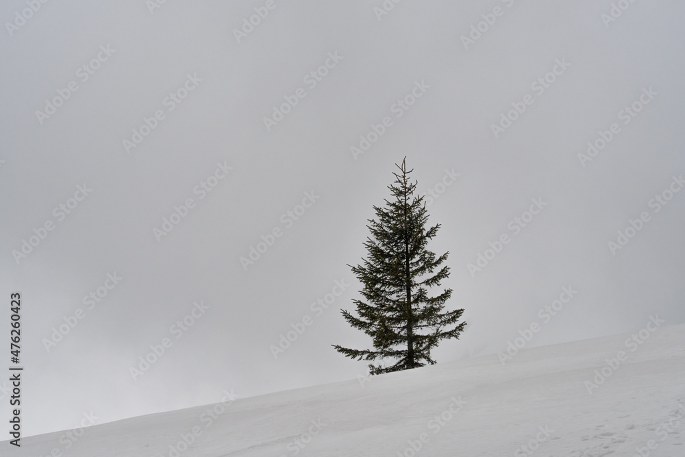 Christmas trees on a background of fog and snowy mountains. Blurred background. Selective focus.