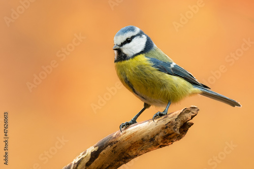 Eurasian blue tit (Cyanistes caeruleus), with a beautiful yellow background. Colorful songbird with blue feather sitting on the branch in the forest. Autumn wildlife scene from nature, Czech Republic © Simon Vasut