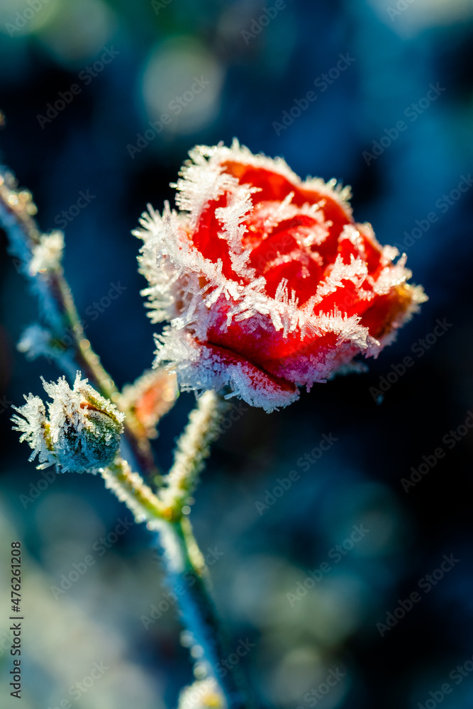Fototapeta premium frozen rose