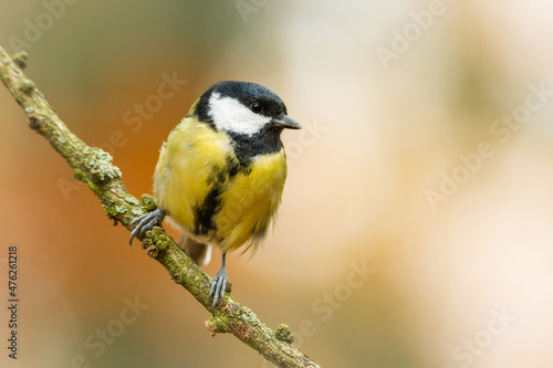 Great tit (Parus major), with beautiful yellow background. Colorful song bird with yellow feather sitting on the branch in the forest. Autumn wildlife scene from nature, Czech Republic