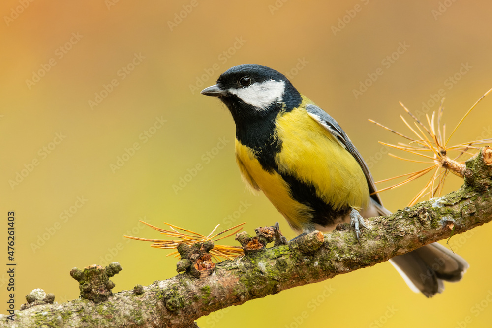 Obraz premium Great tit (Parus major), with beautiful yellow background. Colorful song bird with yellow feather sitting on the branch in the forest. Autumn wildlife scene from nature, Czech Republic