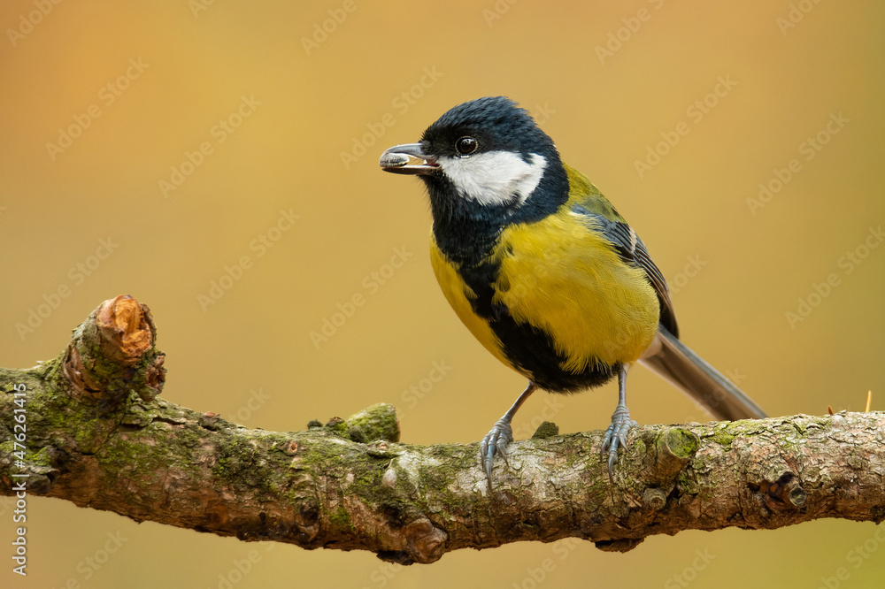 Obraz premium Great tit (Parus major), with beautiful yellow background. Colorful song bird with yellow feather sitting on the branch in the forest. Autumn wildlife scene from nature, Czech Republic