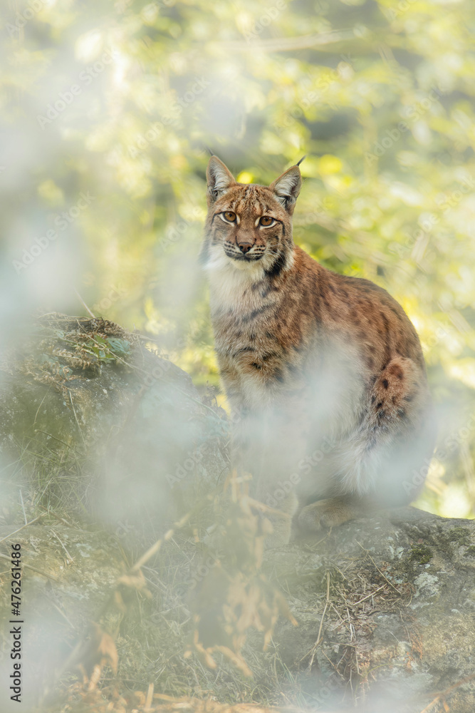 Obraz premium Eurasian lynx (Lynx lynx), with a beautiful yellow coloured background. An amazing endangered carnivore mammal with brown hair in the forest. Autumn wildlife scene from nature, Germany