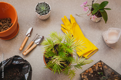 Transplanting a Chamaedorea elegans houseplant into a spacious pot. Care of home plants photo