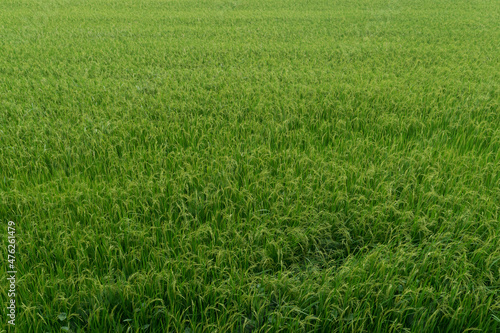 Rice paddy green field produce grains.