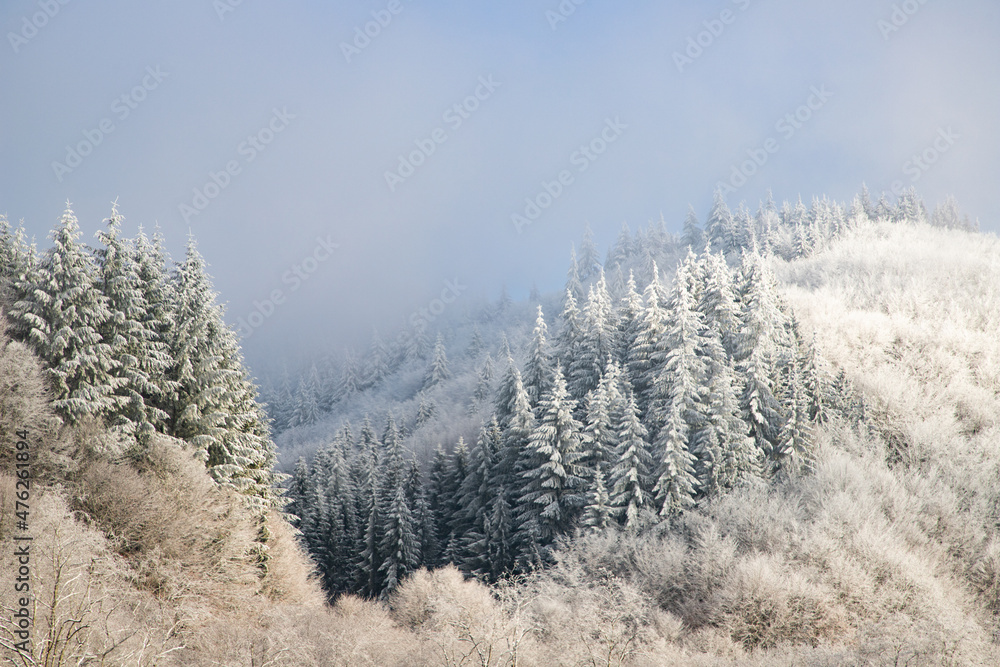 trees covered with hoarfrost on early winter morning trees covered with hoarfrost on early winter morning