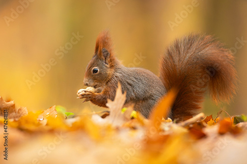 Eurasian red squirrel  Sciurus vulgaris   with beautiful yellow coloured background. An amazing  cute mammal with red hair in the forest. Autumn wildlife scene from nature  Czech Republic