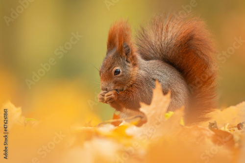 Eurasian red squirrel  Sciurus vulgaris   with beautiful yellow coloured background. An amazing  cute mammal with red hair in the forest. Autumn wildlife scene from nature  Czech Republic