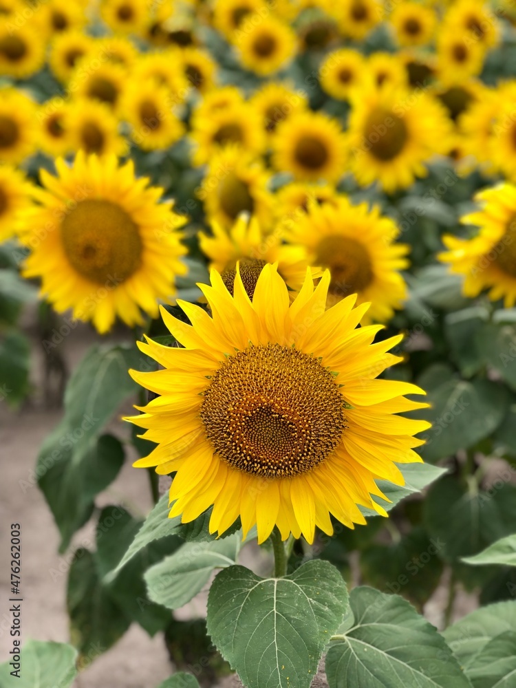 field of blooming sunflowers on a background of blue sky. Oil production