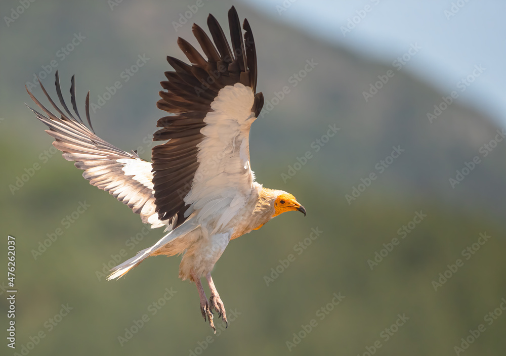 Obraz premium Egyptian vulture flying over the mountains