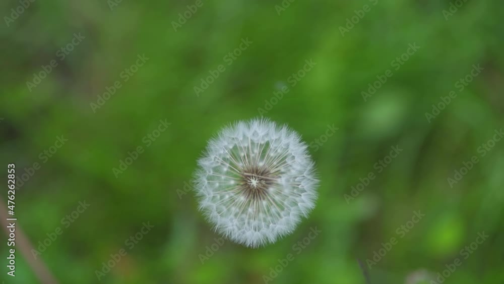 Dandelion flower on a green background. Dandelion flower on a green background.