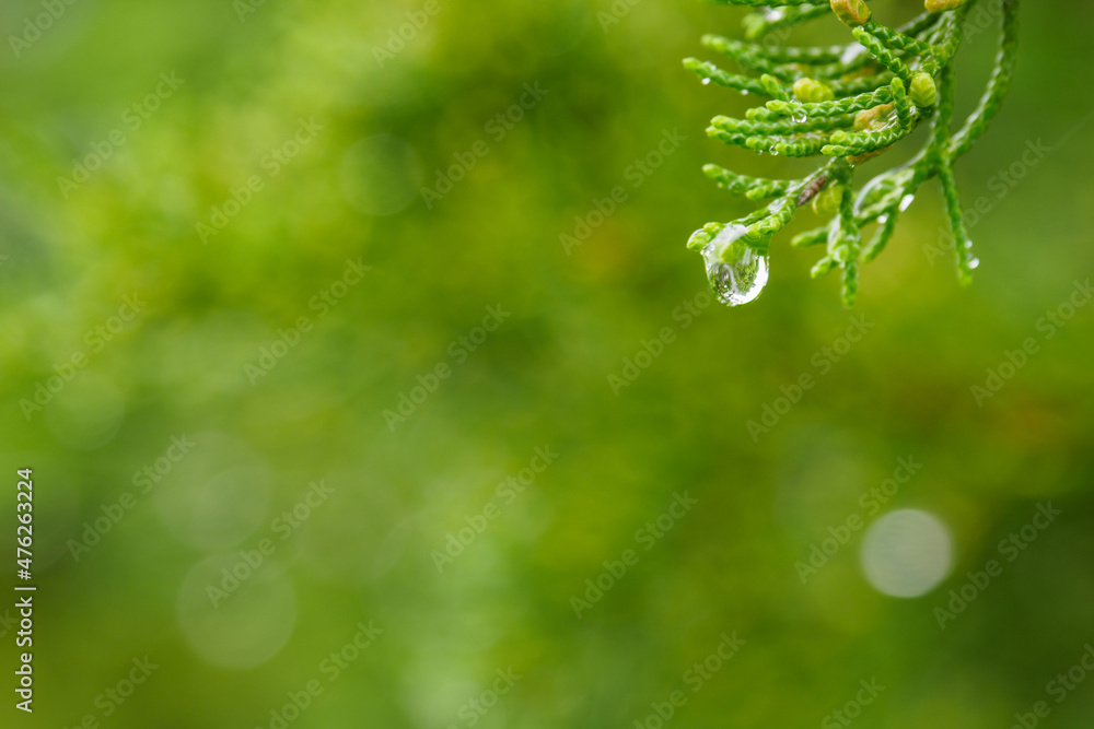 Raindrop on a decorative green twig.