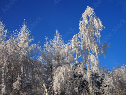 winter forest with trees covered snow. Frozen bare branches of trees