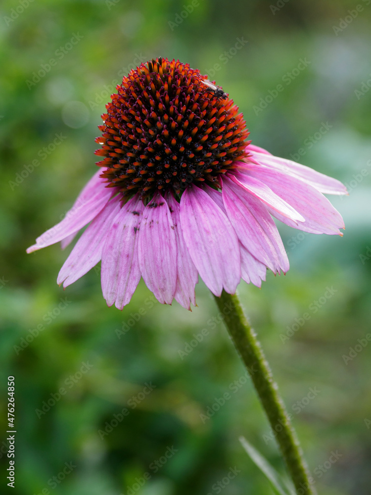 Echinacea outdoors in nature in detail. Echinacea outdoors in nature in detail.