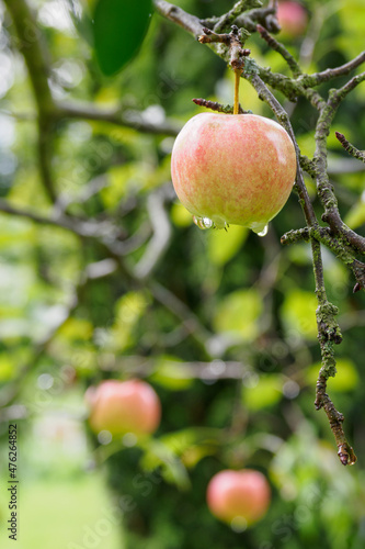 Ripening apple on a tree with drops after the rain.