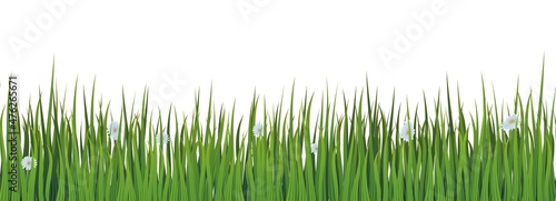 Green grass meadow with small white flowers seamless border vector pattern. Spring or summer plant field lawn background.