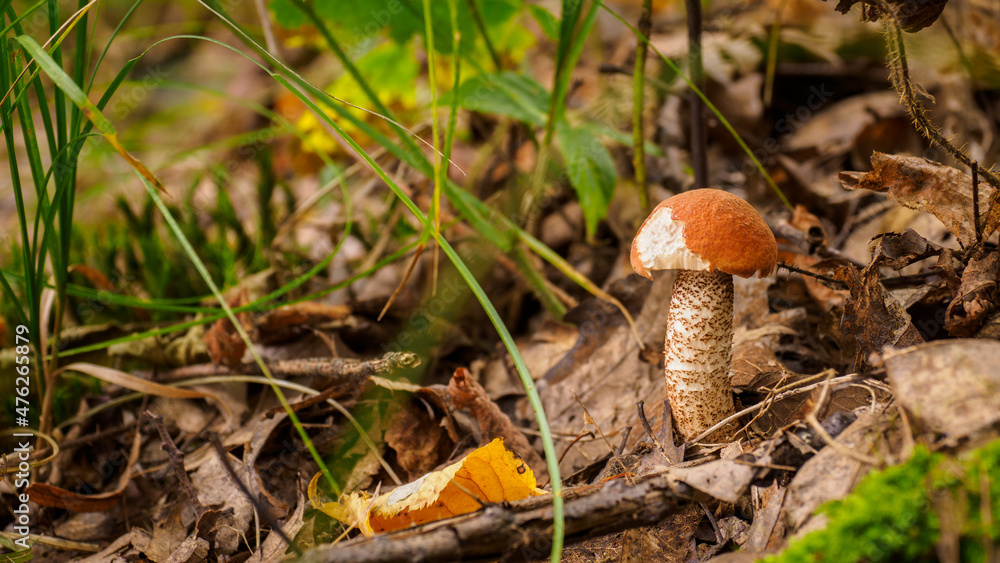 Cossack boletus with an orange hat in the woods. Cossack boletus with an orange hat in the woods.
