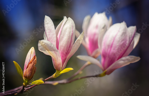Magnolia © Sacher
