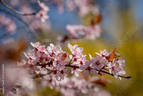 Spring flowers on trees