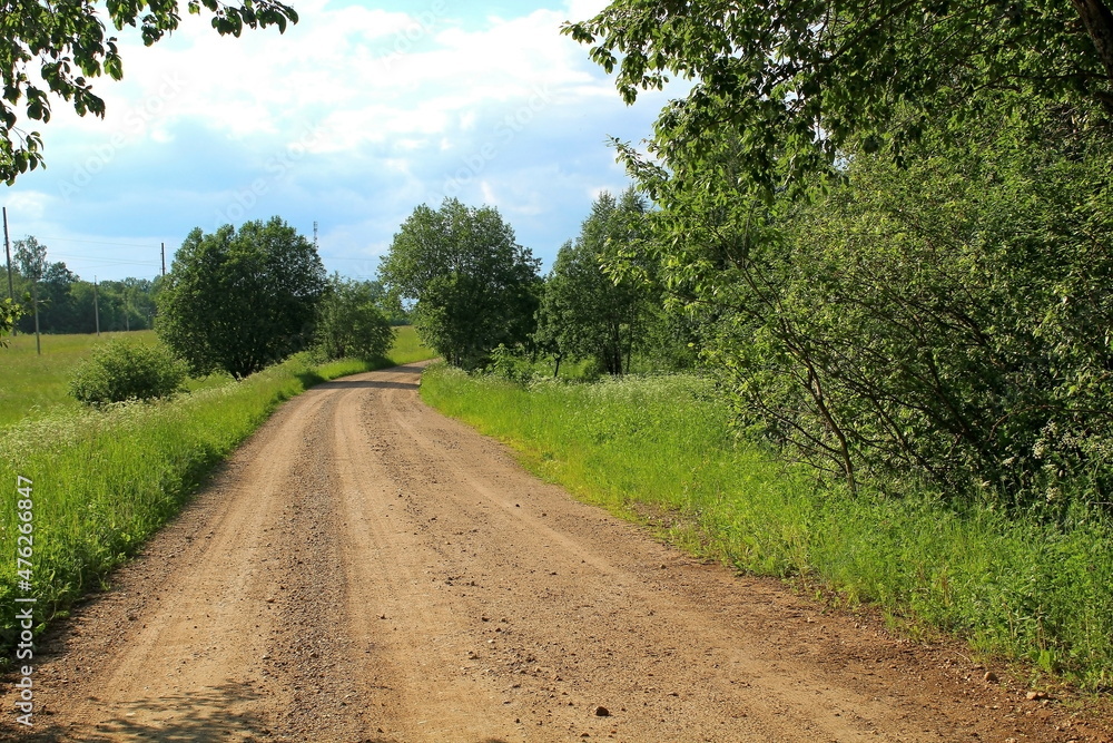dirt road surrounded by green plants on a sunny summer day. Unique image for decoration