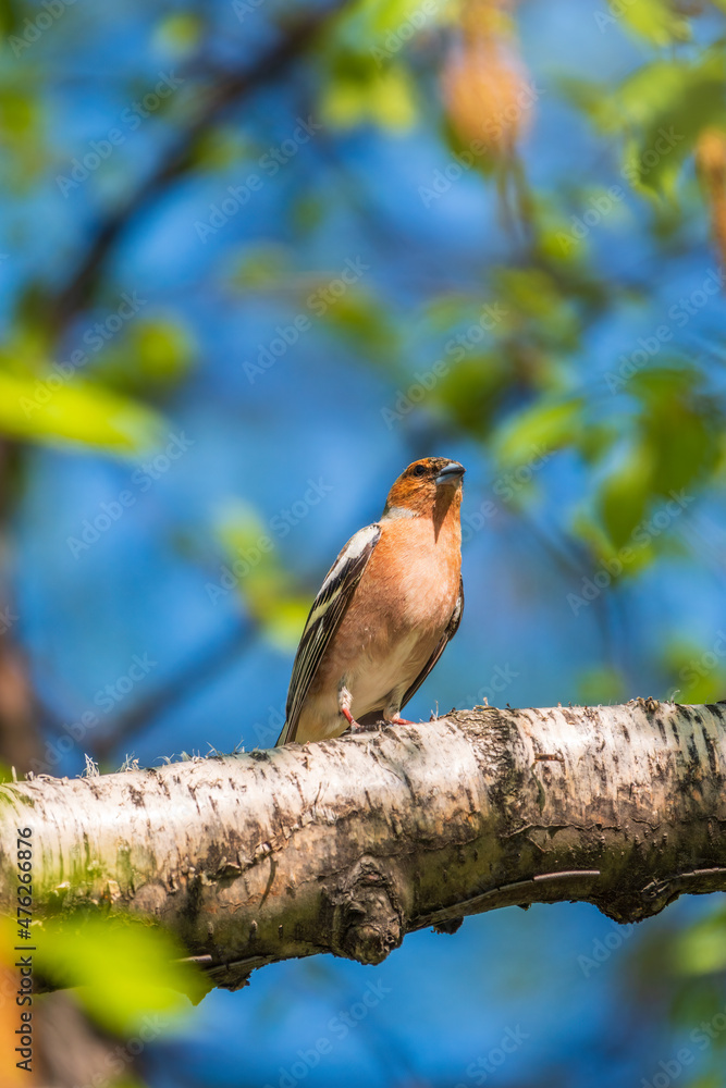 Common chaffinch, Fringilla coelebs, sits on a branch in spring on green background. Common chaffinch in wildlife. Common chaffinch, Fringilla coelebs, sits on a branch in spring on green background. Common chaffinch in wildlife.