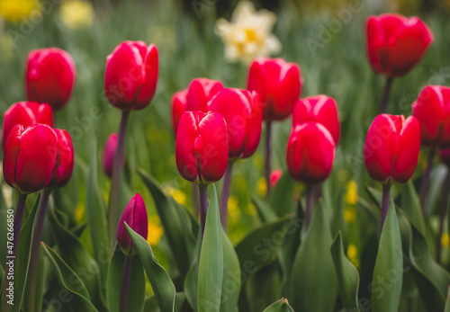 Tulips