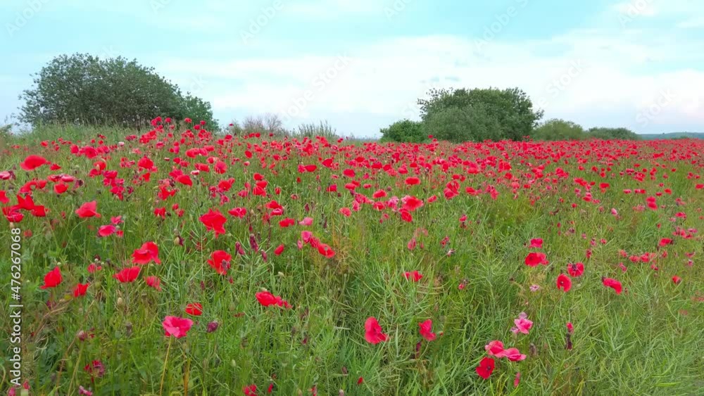 Summer landscape with red poppies growing in meadow and country road. Blooming bright wildflowers in summer field and dirt footpath by blue sky Summer landscape with red poppies growing in meadow and country road. Blooming bright wildflowers in summer field and dirt footpath by blue sky