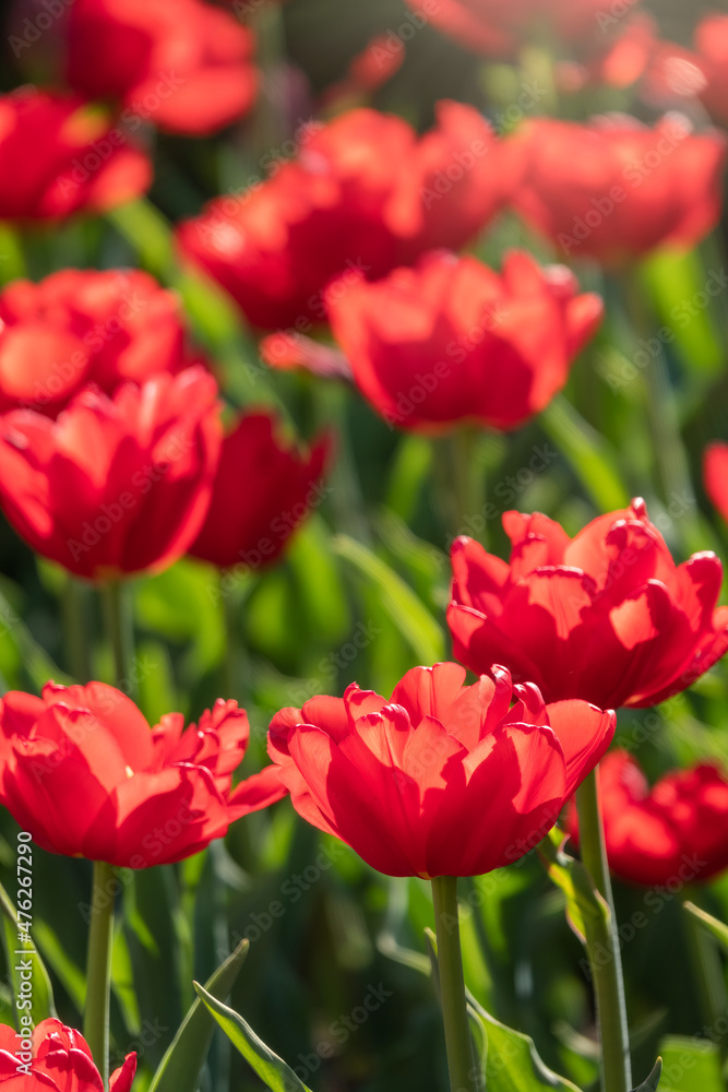 Colorful red tulips blossom in spring garden Colorful red tulips blossom in spring garden