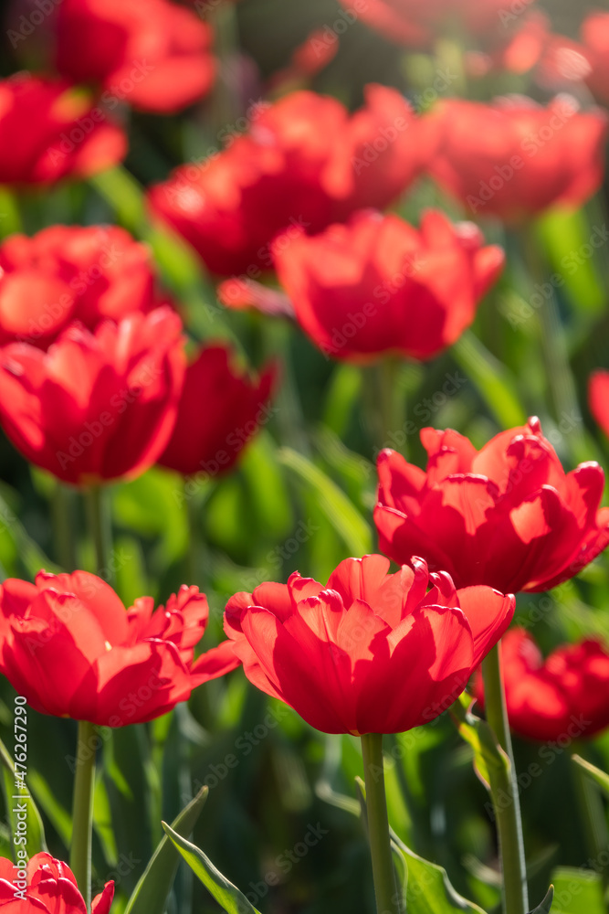 Colorful red tulips blossom in spring garden