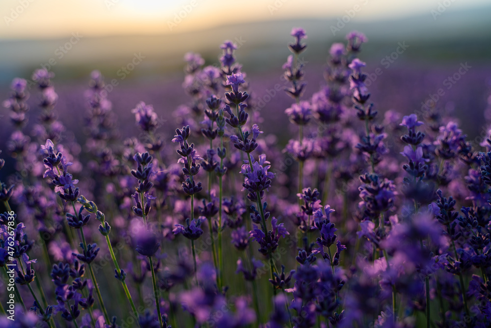 Naklejka premium Lavender flower close-up in a lavender field against a sunset background.