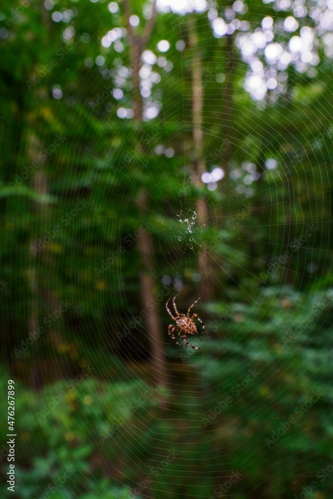 Crusader spider forming a cobweb in the forest. Crusader spider forming a cobweb in the forest.