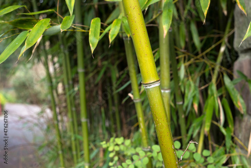 Closeup of bamboo trees in a public garden