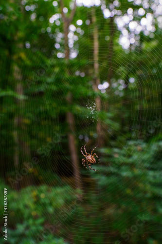 Crusader spider forming a cobweb in the forest.