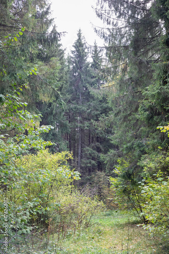 old forest in autumn, natural landscape 