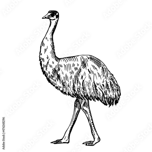 Vintage illustration of emu on isolated white background. Vector skerch animal from Australian.