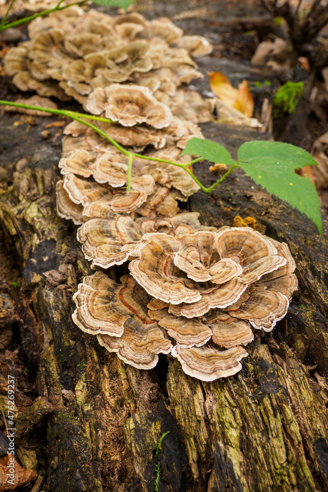 Inedible mushroom growing on a tree stump in the forest. Inedible mushroom growing on a tree stump in the forest.