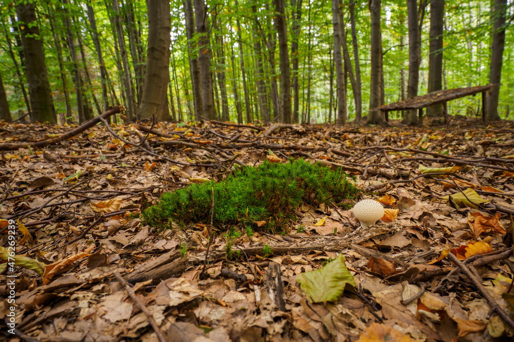 Puffball growing in the forest. Puffball growing in the forest.