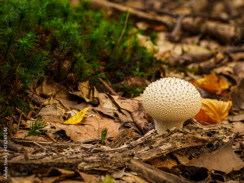 Puffball growing in the forest.