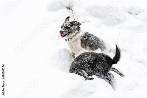 Fototapeta Naklejka Na Ścianę i Meble -  Two dogs playing in the snow
