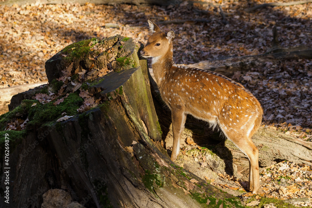 Axis doe outdoors in nature in autumn. Axis doe outdoors in nature in autumn.