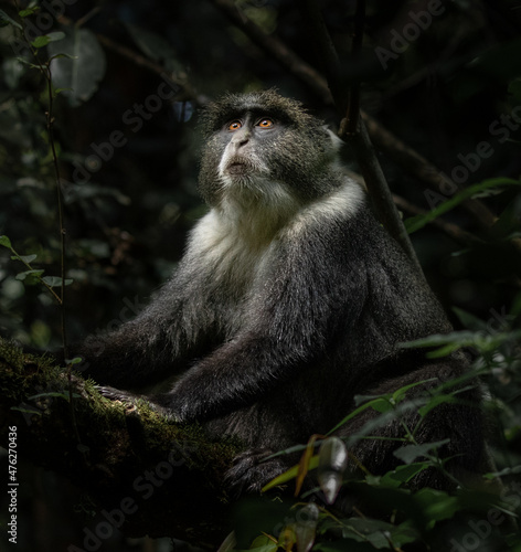 Syke's Monkey in Arboretum Nairobi, Kenya