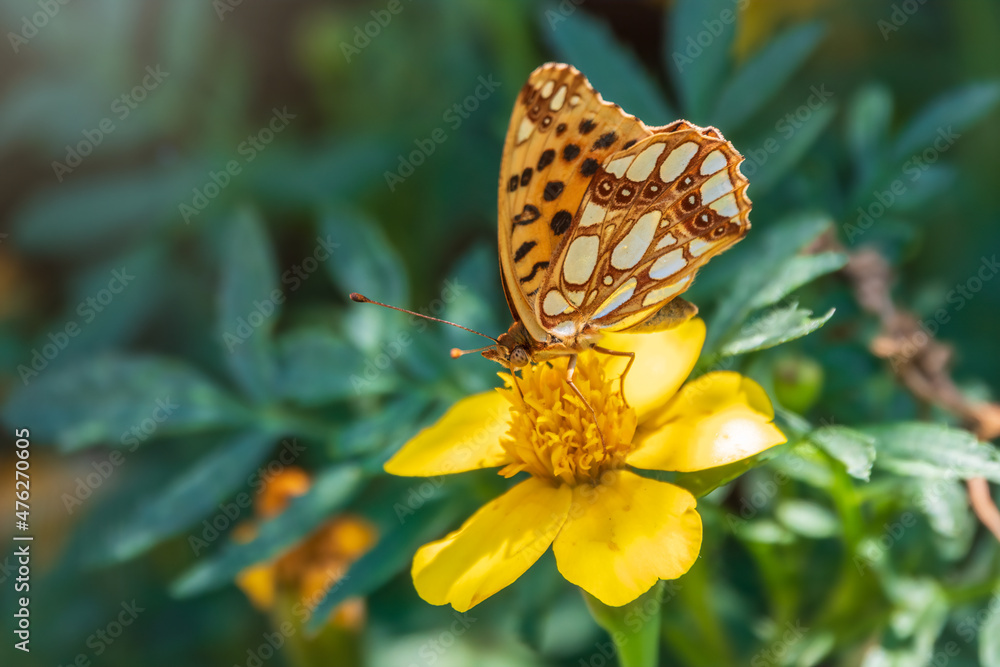 Obraz premium A butterfly, a queen of Spain fritillary, lat. Issoria lathonia, sitting on a yellow flower and drinks nectar with its proboscis. Butterfly collects nectar on flower.