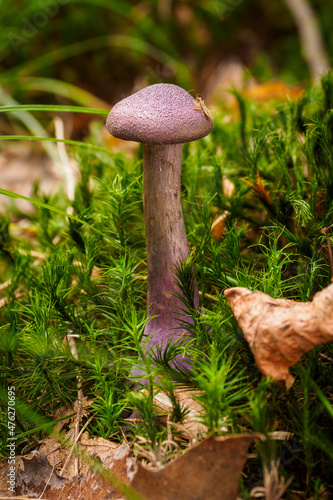 Purple fungus growing in the moss.