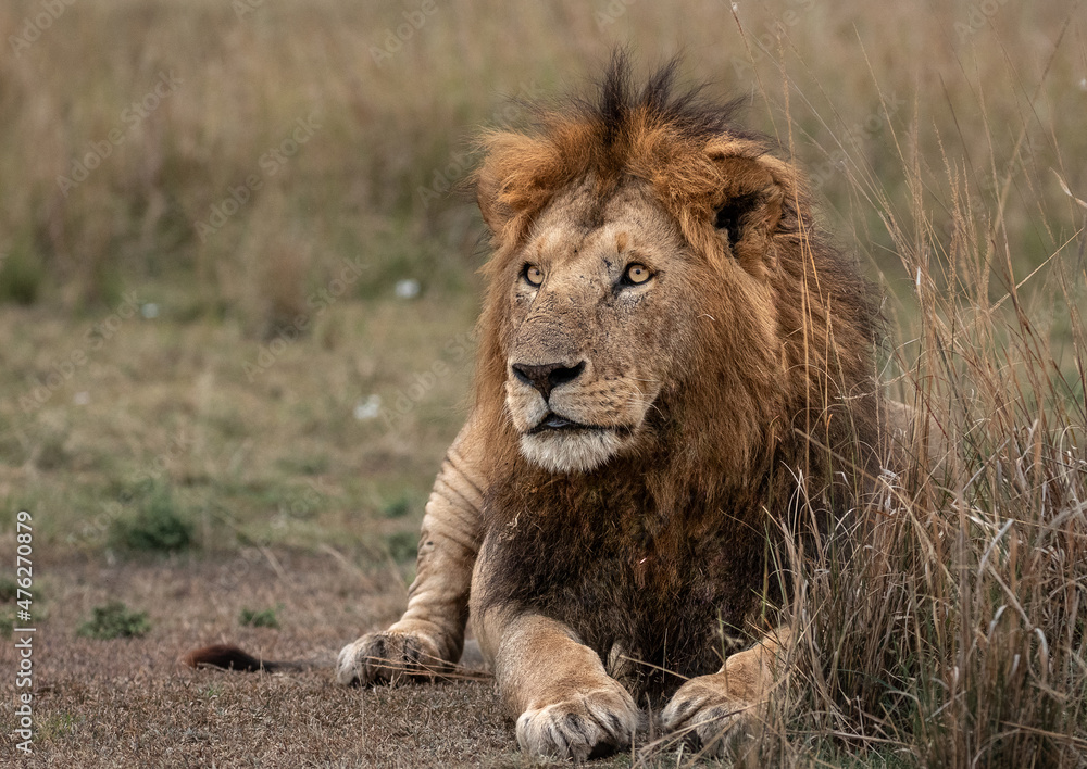 Big Male Lions photographed on the vast plains of Maasai Mara National Reserve Big Male Lions photographed on the vast plains of Maasai Mara National Reserve