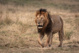 Big Male Lions photographed on the vast plains of Maasai Mara National Reserve