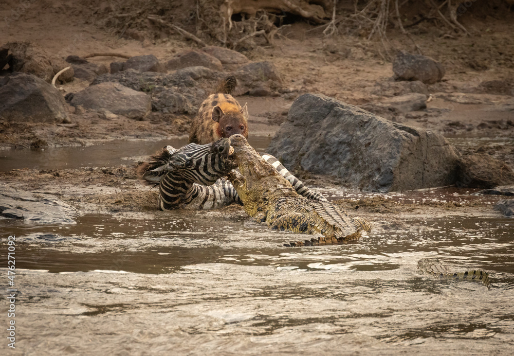 Poor Zebra Poor Zebra got attacked by a spotted hyena after crossing the Mara ...