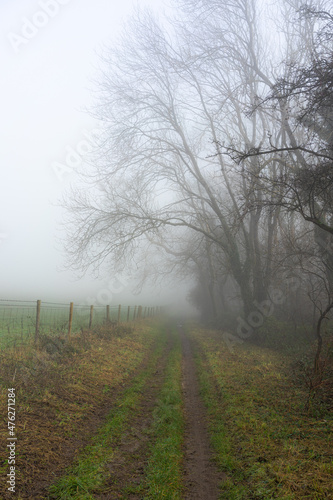 Woodland track vanishing in the mist