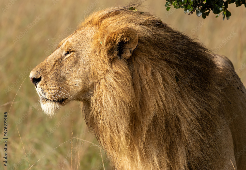 Big Male Lions photographed on the vast plains of Maasai Mara National Reserve Big Male Lions photographed on the vast plains of Maasai Mara National Reserve