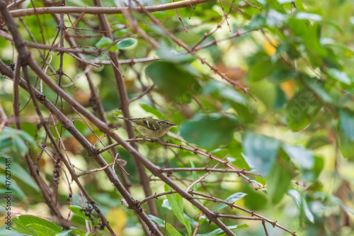 Sichuan bush warbler (Locustella chengi) at Walong, Arunachal Pradesh, India