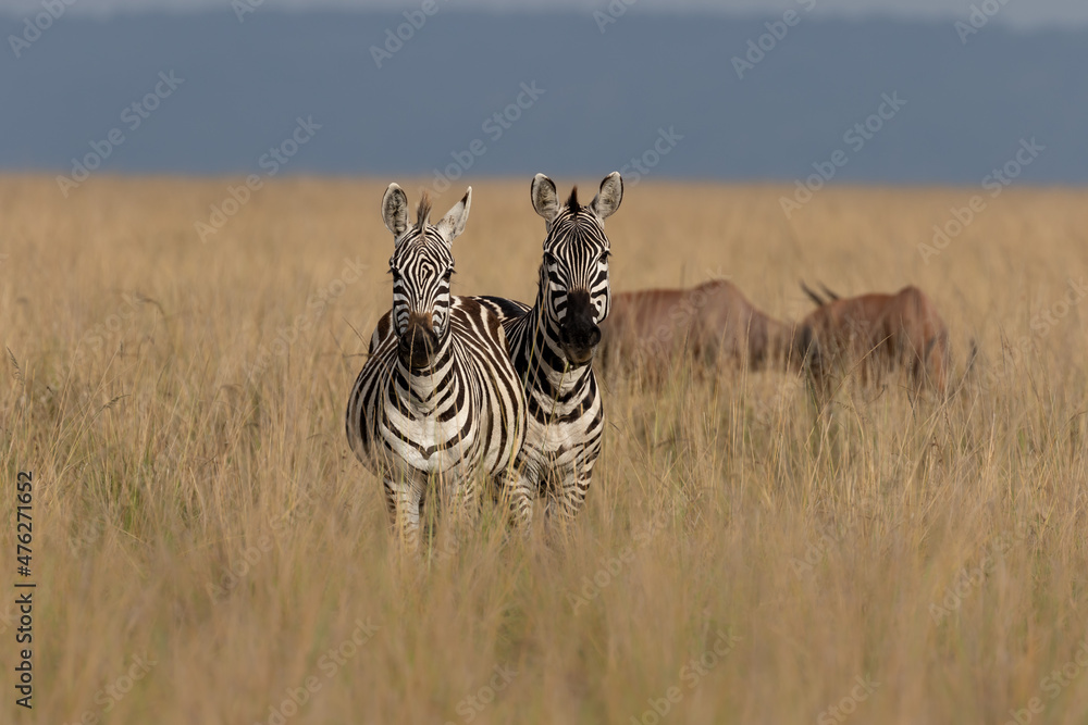Obraz premium Plains Zebra with some topi in the background, Maasai Mara Kenya